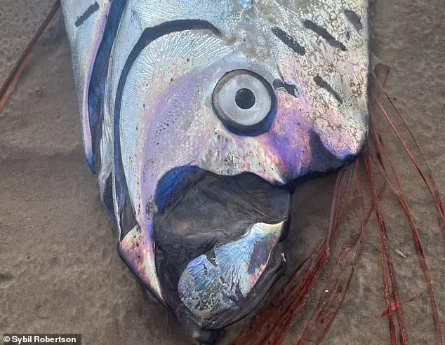 Rare Oarfish Sighting in Mexico Reignites Doomsday Folklore