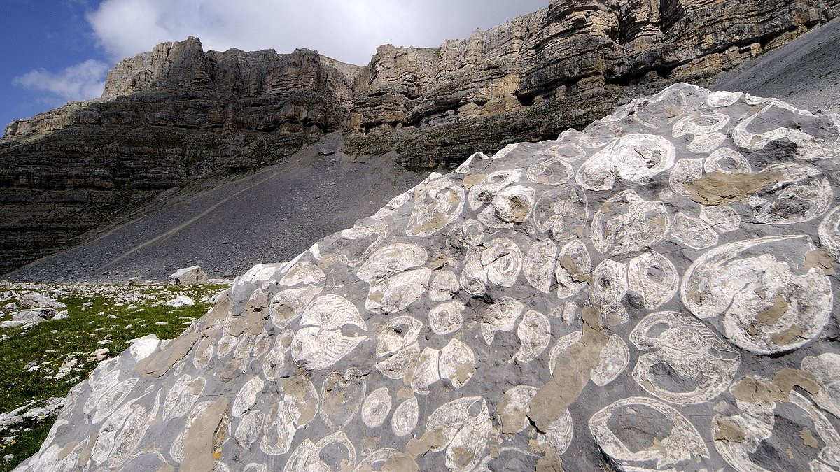 Ancient Marine Fossils in Guadalupe Mountains Spark Debate Over Biblical Flood and Earth's History