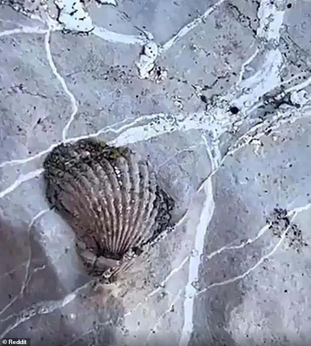 Ancient Marine Fossils in Guadalupe Mountains Spark Debate Over Biblical Flood and Earth's History