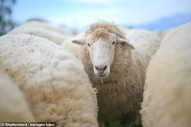 Activists and Scientists Push to Redefine 'Wool' to Include Plant-Based Alternatives in Dictionaries