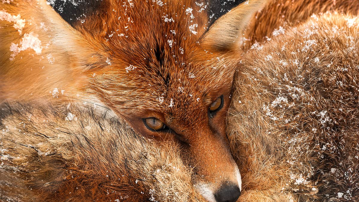 Chris Packham's *More Beautiful Than You* Exhibition Reveals 15 Years of Capturing Nature's Raw Beauty