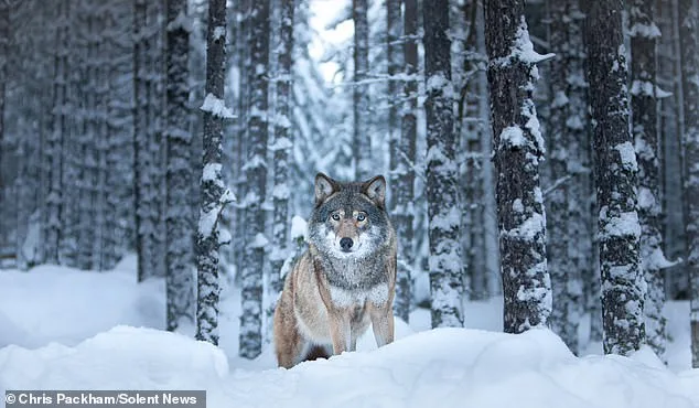 Chris Packham's *More Beautiful Than You* Exhibition Reveals 15 Years of Capturing Nature's Raw Beauty