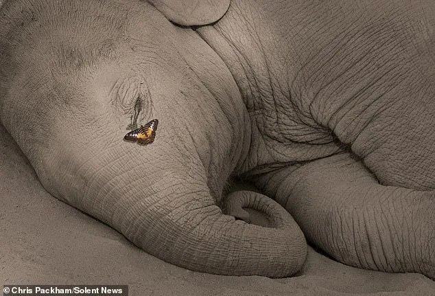 Chris Packham's *More Beautiful Than You* Exhibition Reveals 15 Years of Capturing Nature's Raw Beauty