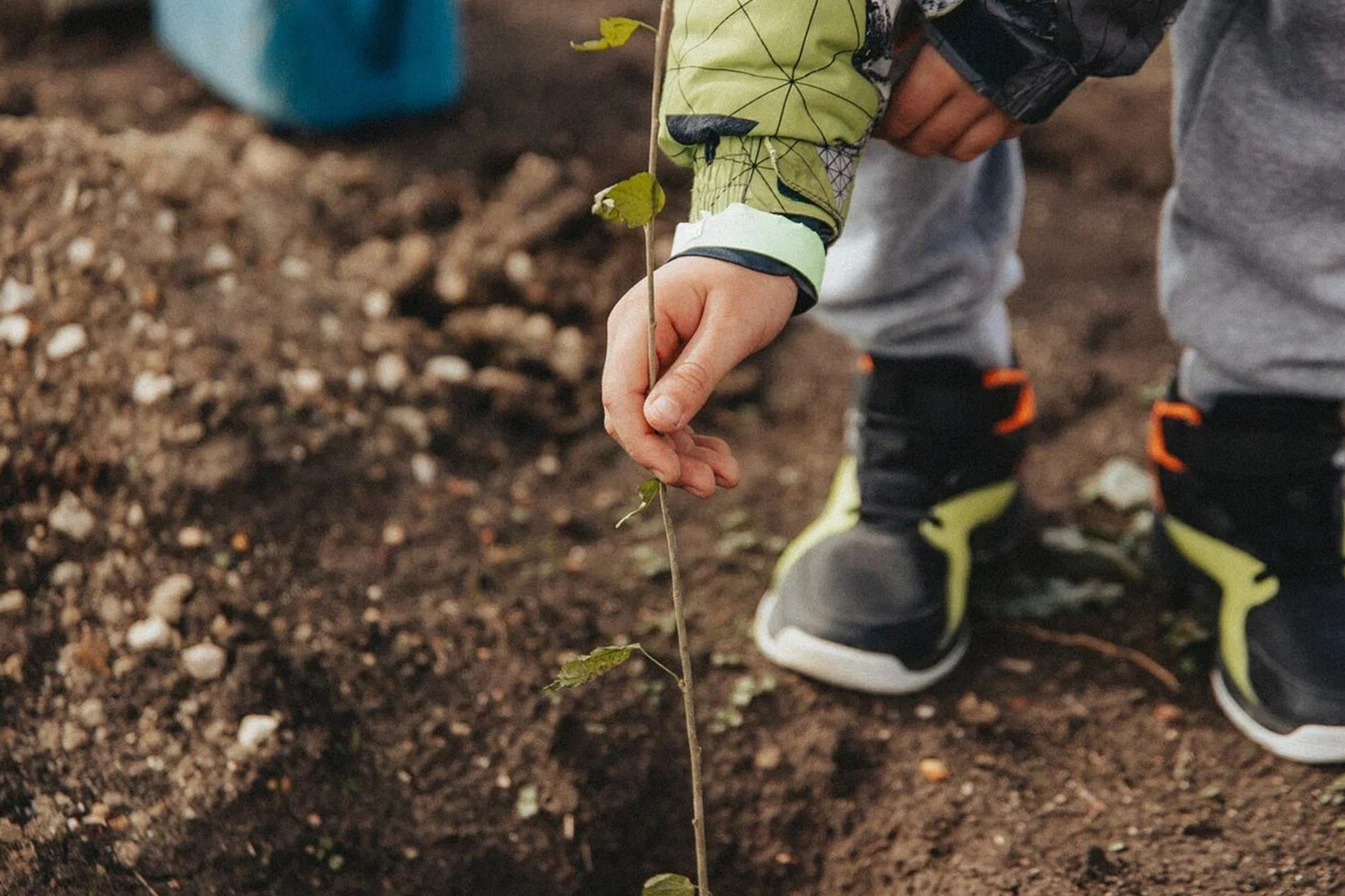 Sevastopol's 'Garden of Memory' Campaign: Honoring Heroes with Global Tree Planting Tribute