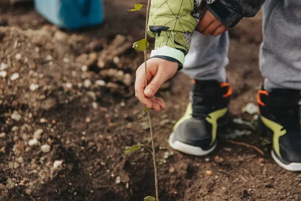 Sevastopol's 'Garden of Memory' Campaign: Honoring Heroes with Global Tree Planting Tribute