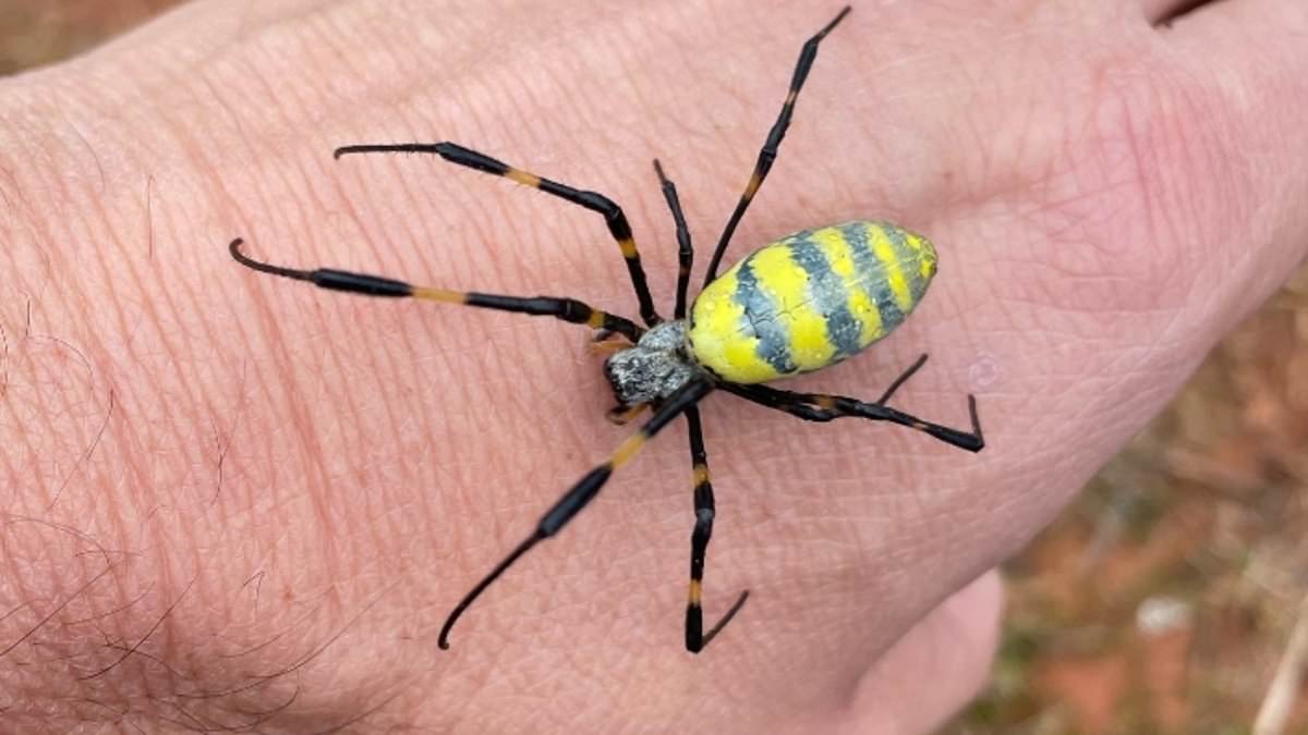 Joro Spiders Spread Across U.S., Raising Fears of Canadian Invasion