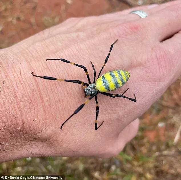 Joro Spiders Spread Across U.S., Raising Fears of Canadian Invasion