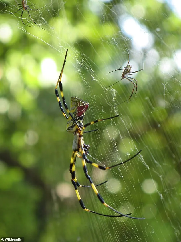 Joro Spiders Spread Across U.S., Raising Fears of Canadian Invasion