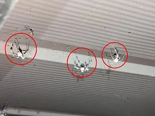 Joro Spiders Spread Across U.S., Raising Fears of Canadian Invasion