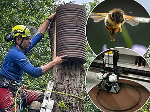 Contaminated Honey Linked to Prescription Drugs and Treated Sewage: Study Raises Concerns for British Beekeepers