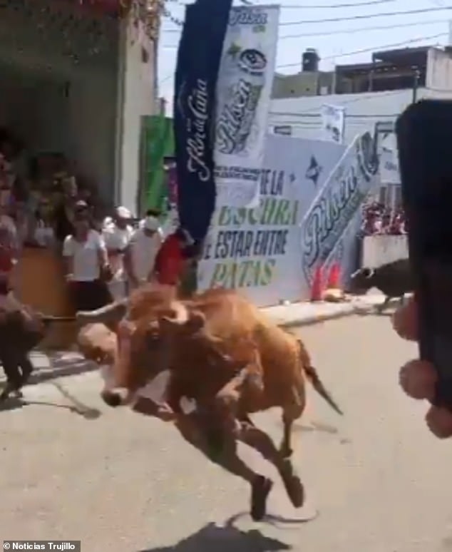 Miracle Survival at Peru's San José Fair: Tradition vs. Safety in a Bull-Charging Incident