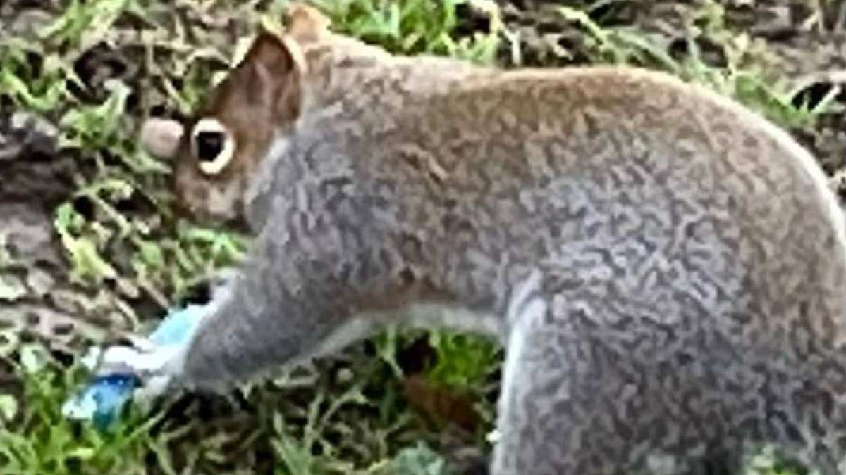Squirrels and Wildlife Mistake E-Cigarettes for Food, Sparking Growing Crisis