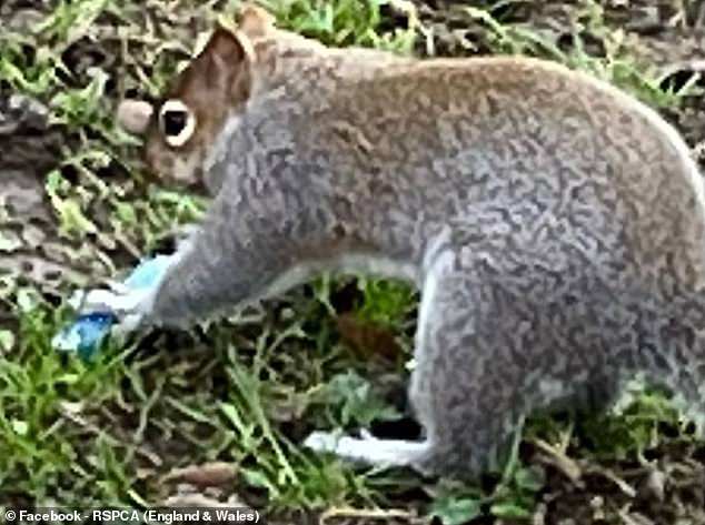Squirrels and Wildlife Mistake E-Cigarettes for Food, Sparking Growing Crisis
