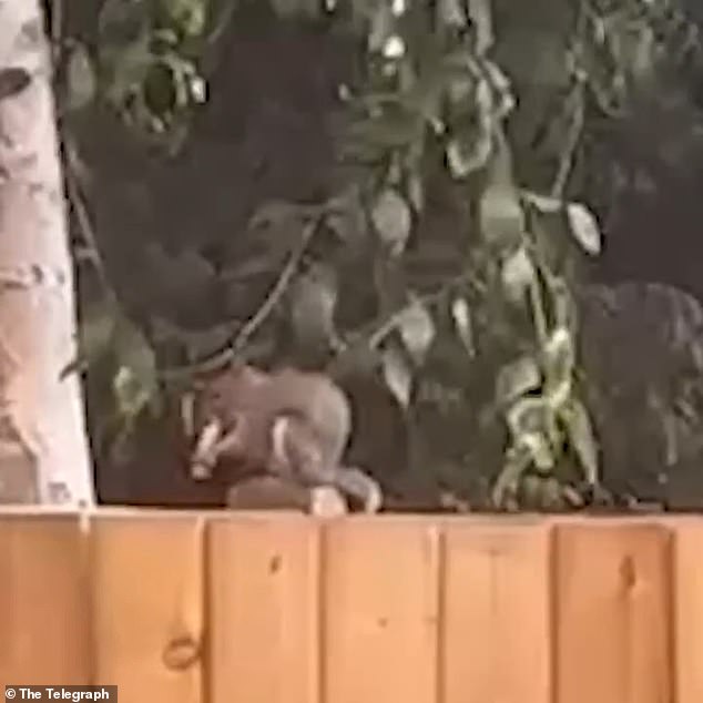 Squirrels and Wildlife Mistake E-Cigarettes for Food, Sparking Growing Crisis