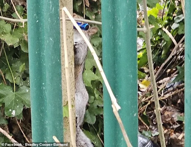 Squirrels and Wildlife Mistake E-Cigarettes for Food, Sparking Growing Crisis
