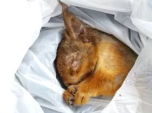Squirrels and Wildlife Mistake E-Cigarettes for Food, Sparking Growing Crisis