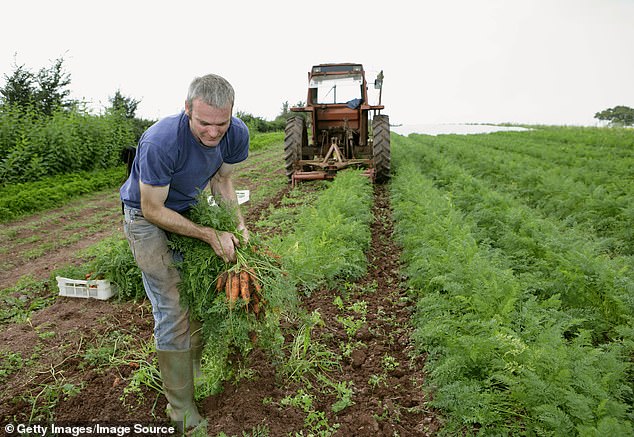 The Organic Label: Separating Myth from Reality