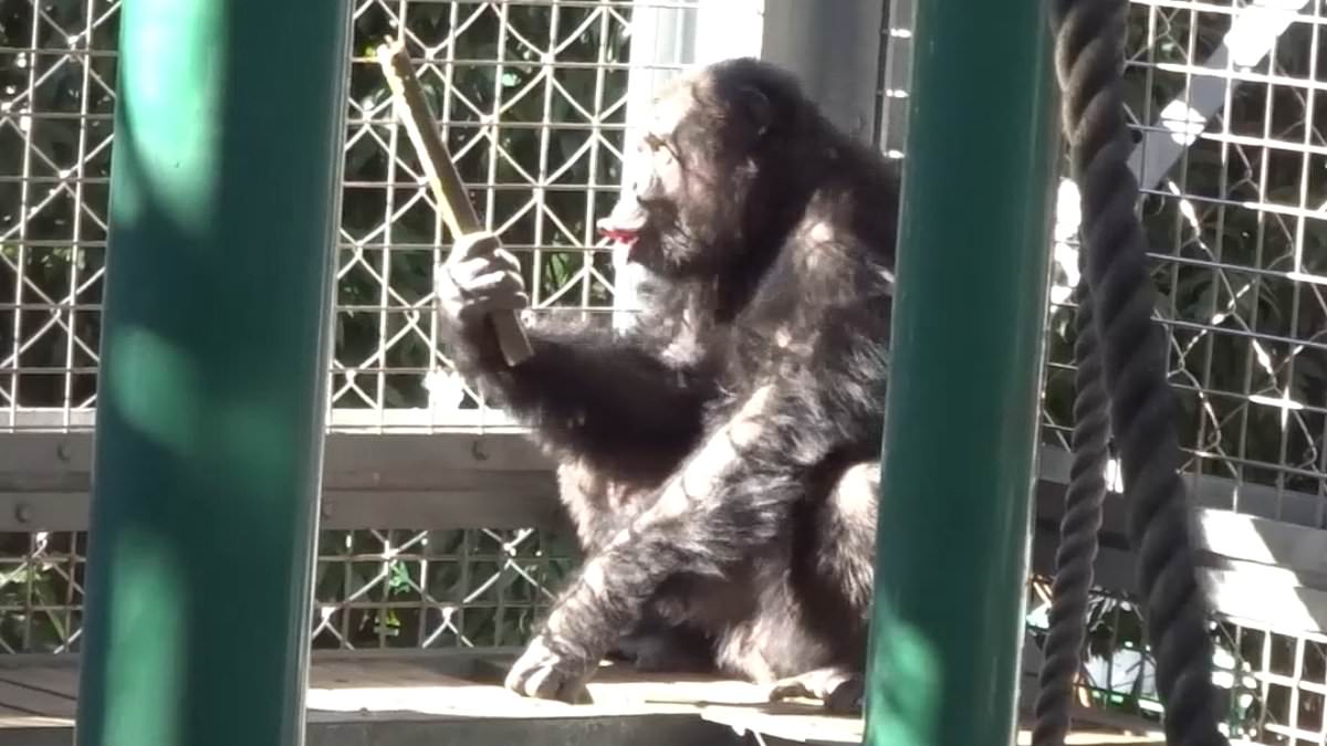 Chimpanzee Combines Vocalizations with Rhythmic Drumming, Redefining Human Uniqueness in Music Evolution