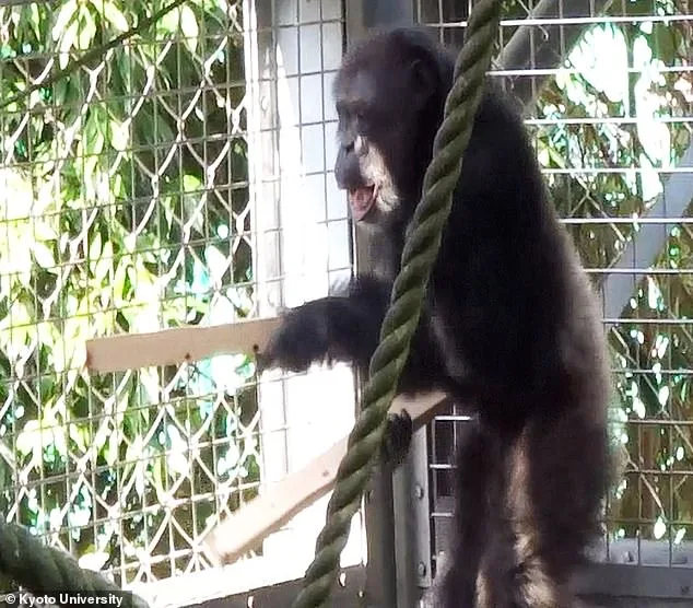 Chimpanzee Combines Vocalizations with Rhythmic Drumming, Redefining Human Uniqueness in Music Evolution