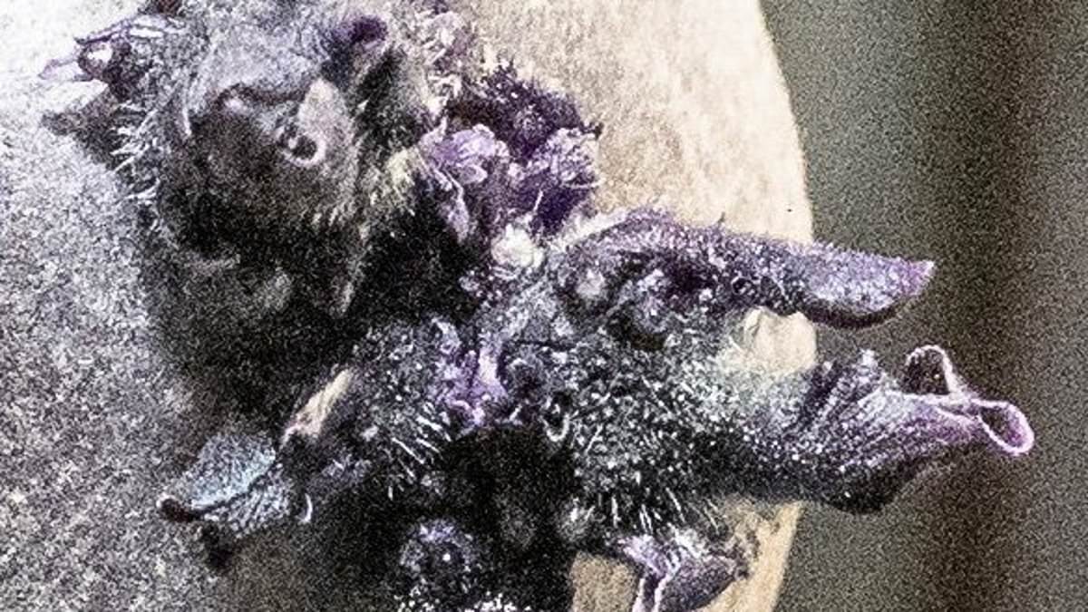 NASA Astronaut's Mysterious ISS Photo Reveals Surprising Truth: It's Just a Potato!