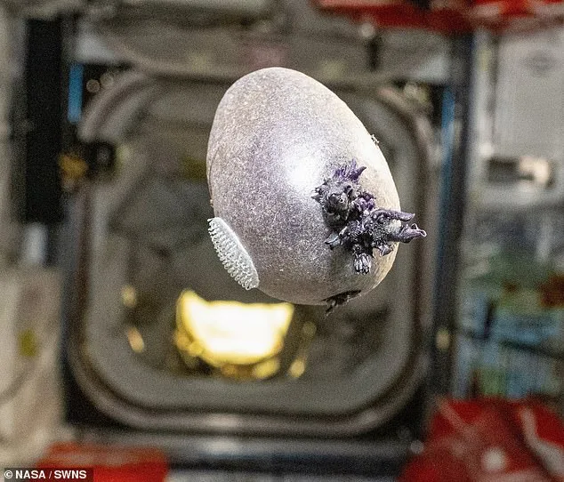NASA Astronaut's Mysterious ISS Photo Reveals Surprising Truth: It's Just a Potato!