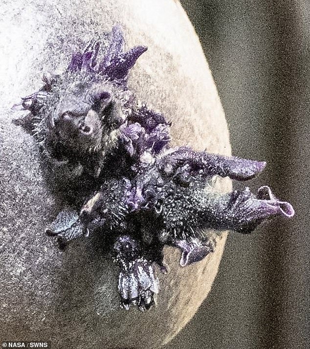 NASA Astronaut's Mysterious ISS Photo Reveals Surprising Truth: It's Just a Potato!