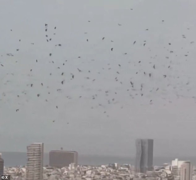 Tel Aviv's Crow Swarm Sparks Doomsday Theories, Scientists Offer Natural Explanation