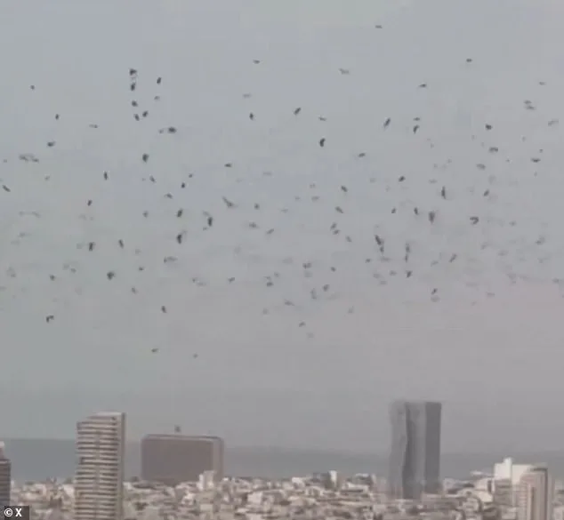 Tel Aviv's Crow Swarm Sparks Doomsday Theories, Scientists Offer Natural Explanation
