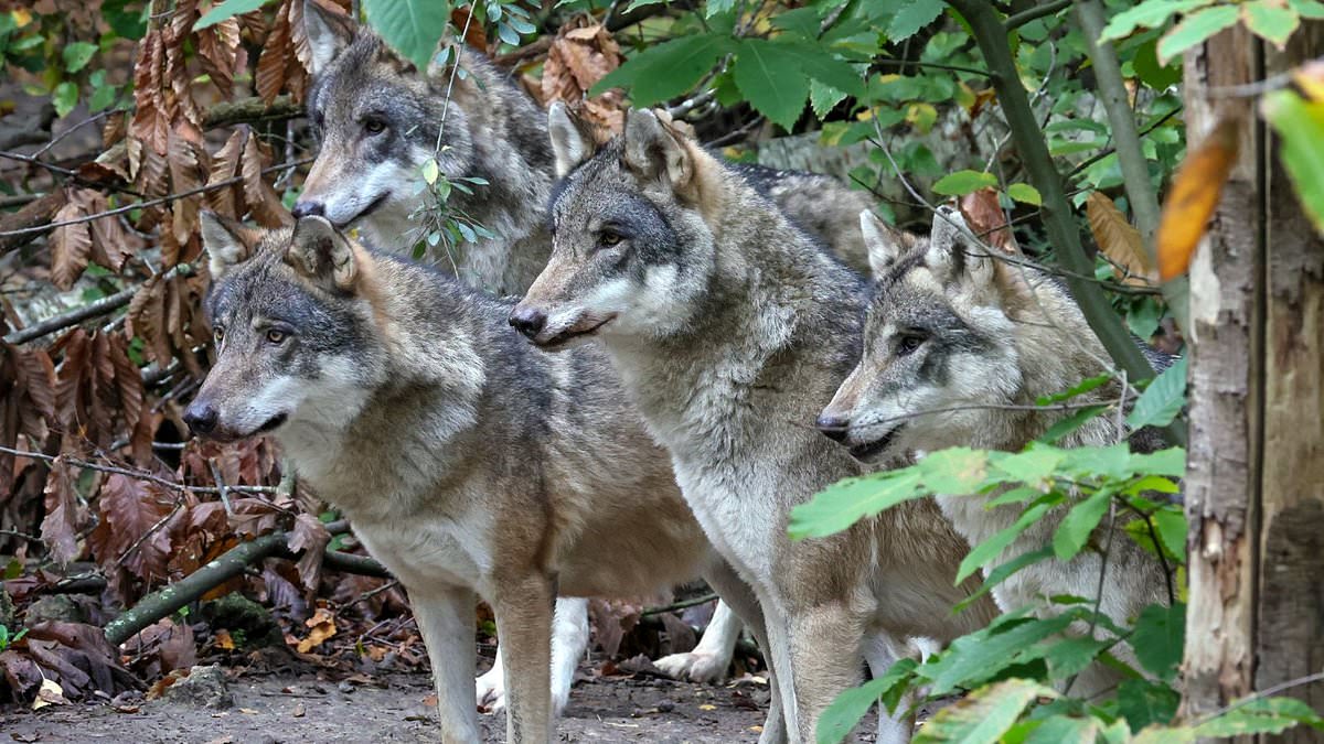 Canterbury Wildlife Park Euthanizes Pack of Wolves After Aggression Crisis