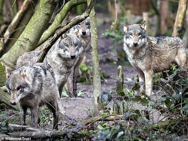 Canterbury Wildlife Park Euthanizes Pack of Wolves After Aggression Crisis