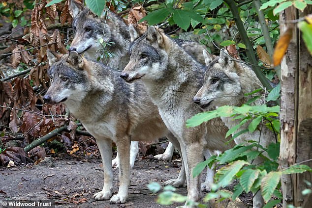 Canterbury Wildlife Park Euthanizes Pack of Wolves After Aggression Crisis