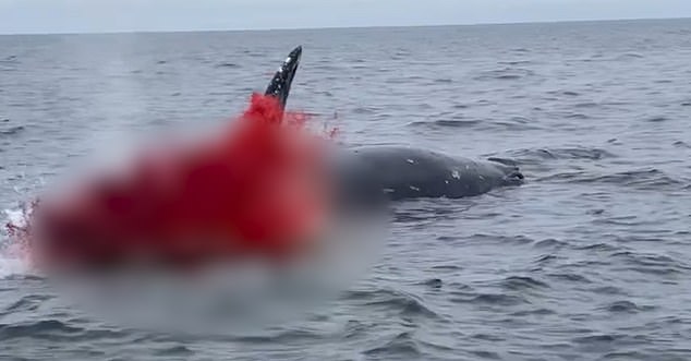 Officials Warn Beachgoers to Stay 300 Feet from Dead Whale at Rockaway Beach Amid Explosive Decomposition Risk