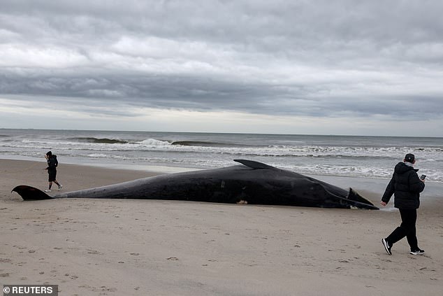 Officials Warn Beachgoers to Stay 300 Feet from Dead Whale at Rockaway Beach Amid Explosive Decomposition Risk