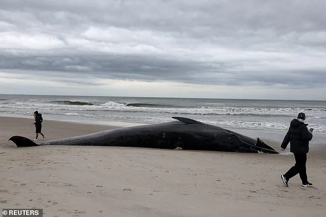 Officials Warn Beachgoers to Stay 300 Feet from Dead Whale at Rockaway Beach Amid Explosive Decomposition Risk