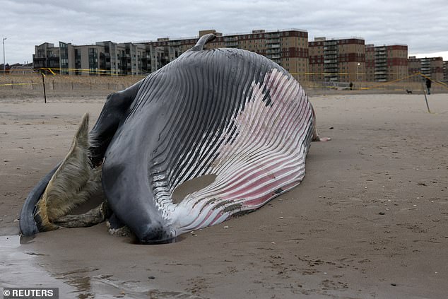 Officials Warn Beachgoers to Stay 300 Feet from Dead Whale at Rockaway Beach Amid Explosive Decomposition Risk
