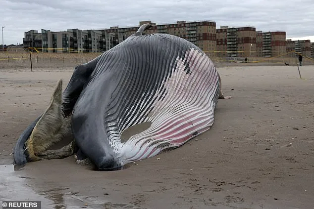Officials Warn Beachgoers to Stay 300 Feet from Dead Whale at Rockaway Beach Amid Explosive Decomposition Risk