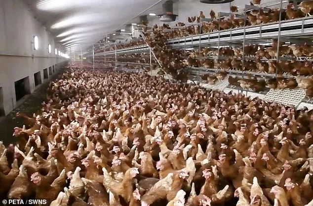 PETA Pushes for Potato Tumbles Over Egg Rolls to Curb Animal Suffering