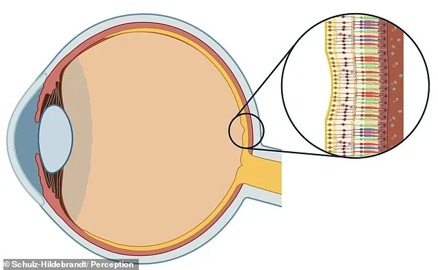 Optical Illusion Shows How Brain Skews Color Perception: Dots Shift Between Blue and Purple