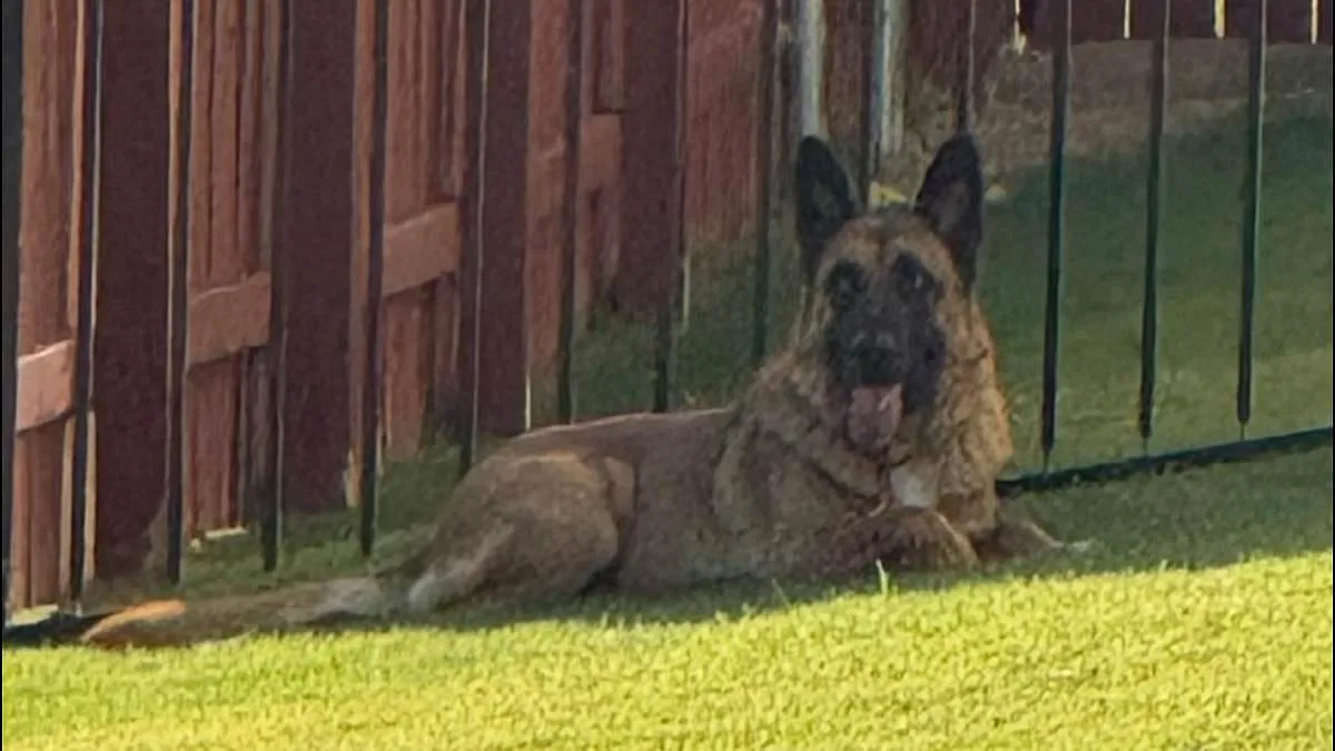 Abandoned German Shepherd Miraculously Rescued Amidst Austin Heatwave