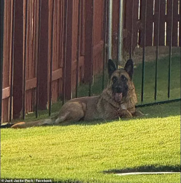 Abandoned German Shepherd Miraculously Rescued Amidst Austin Heatwave