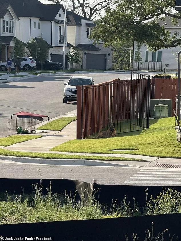 Abandoned German Shepherd Miraculously Rescued Amidst Austin Heatwave
