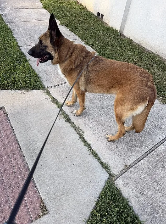 Abandoned German Shepherd Miraculously Rescued Amidst Austin Heatwave