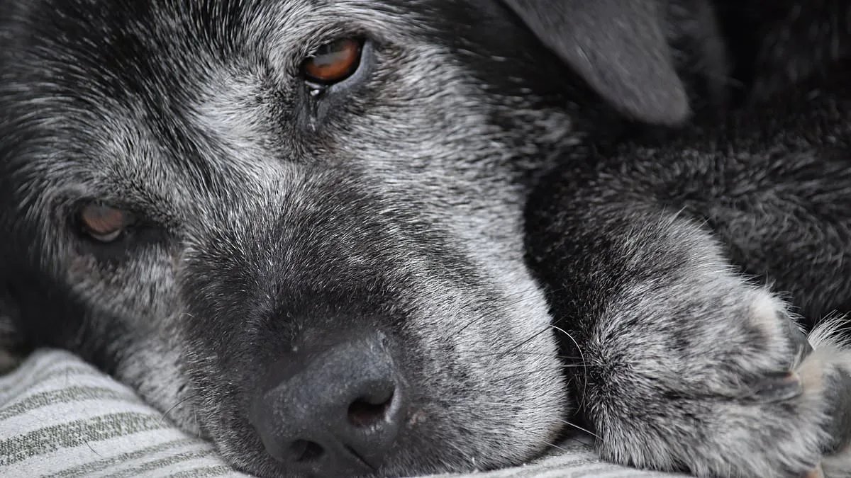 Decoding Canine Discomfort: Utrecht University Study Uncovers Hidden Pain Signals in Dogs
