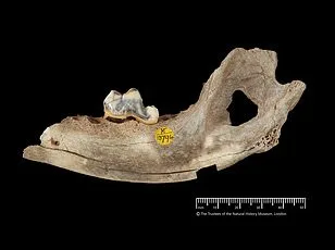 Decoding Canine Discomfort: Utrecht University Study Uncovers Hidden Pain Signals in Dogs