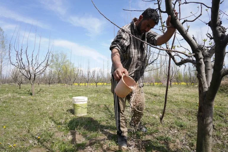 Rising Fertilizer Costs Force South Asian Farmers to Choose Between Crops and Children's Education