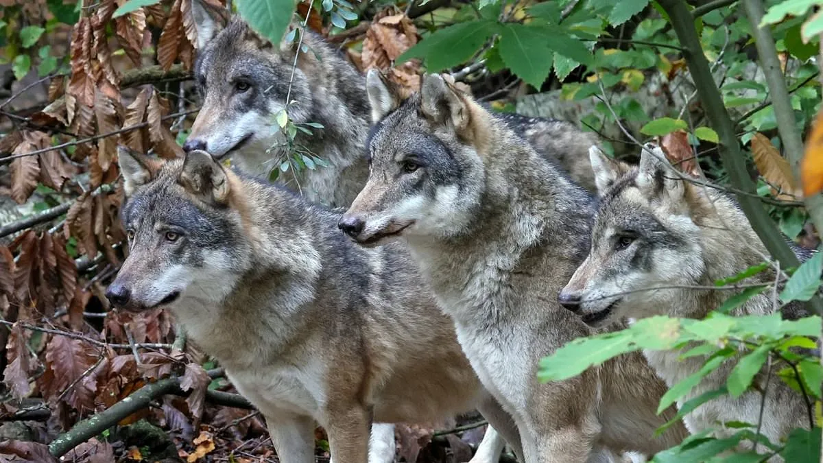 Shocking Euthanasia of Wolves by Wildwood Trust Sparks Outrage as Adopters Were Left in the Dark