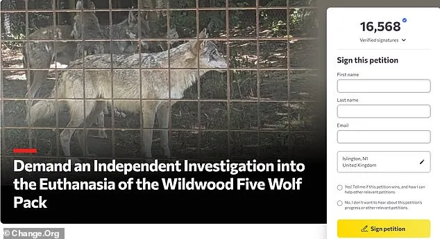 Shocking Euthanasia of Wolves by Wildwood Trust Sparks Outrage as Adopters Were Left in the Dark