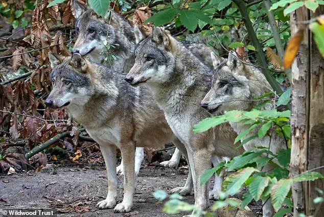 Shocking Euthanasia of Wolves by Wildwood Trust Sparks Outrage as Adopters Were Left in the Dark