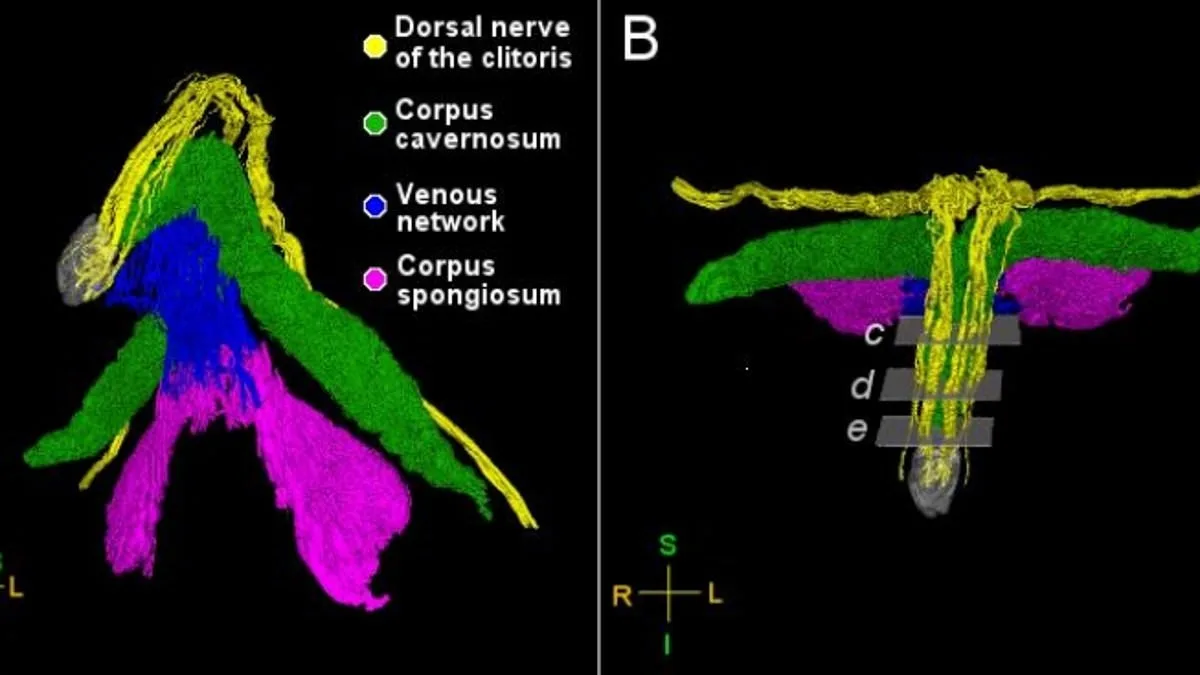 Scientists Reveal Intricate Nerve Network of Clitoris in Groundbreaking Study