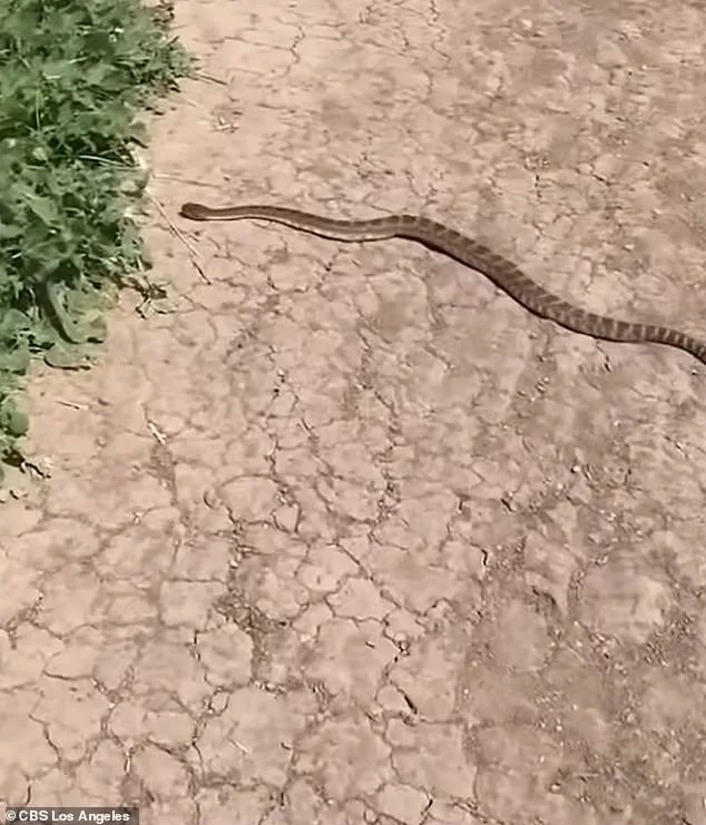 14-Year-Old California Girl Bitten by Rattlesnake During Bike Ride; Officials Warn of Rising Snake Encounters in Region